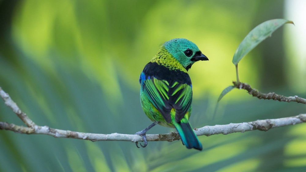 Green-headed Tanager