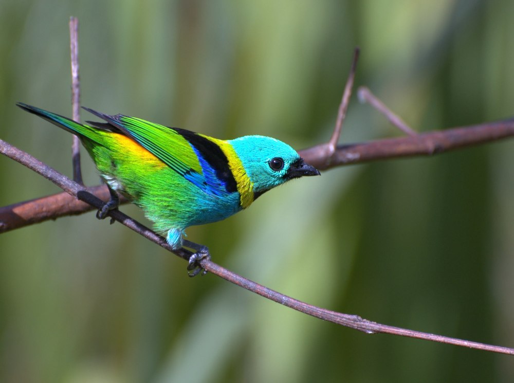 Green-headed Tanager