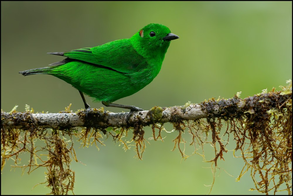 Красноухая цветная танагра (Chlorochrysa phoenicotis)