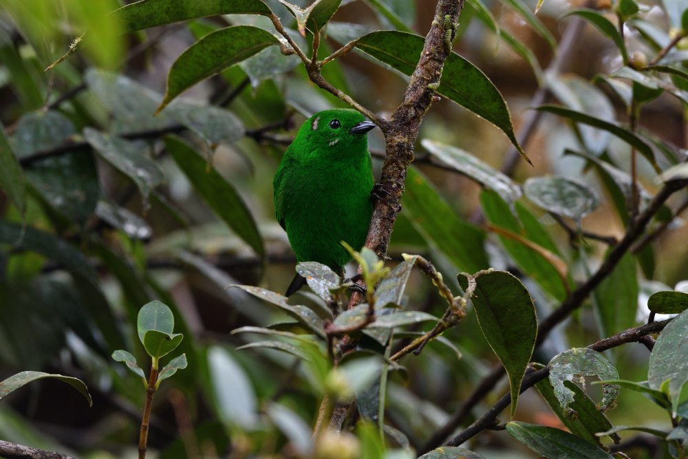 Chlorochrysa nitidissima