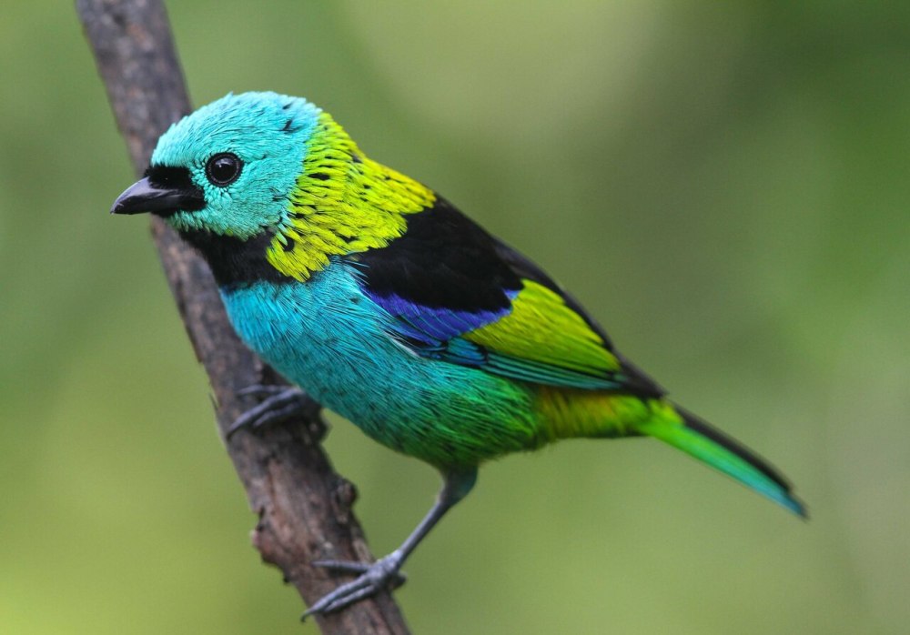 Green Bird