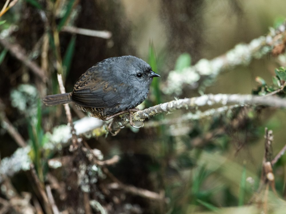 Scytalopus gonzagai