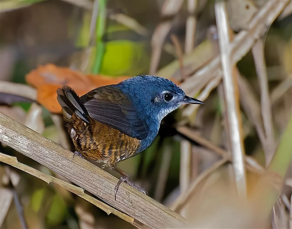 Scytalopus alvarezlopezi