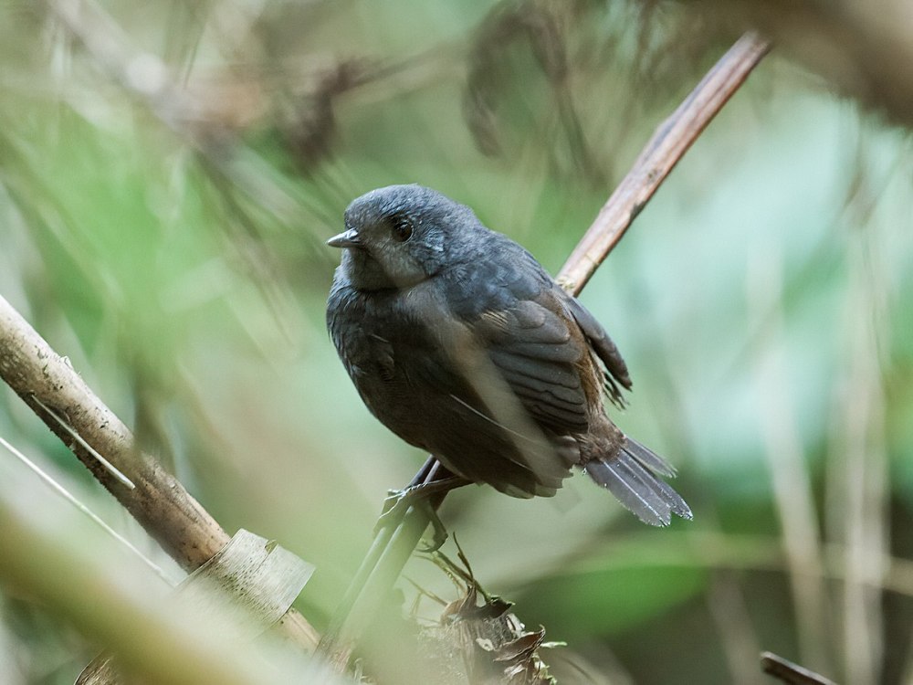 Scytalopus perijanus