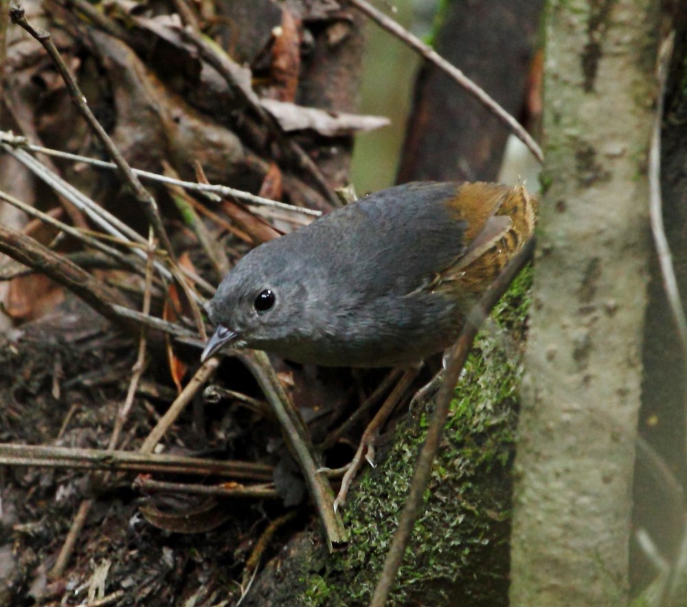 Scytalopus alvarezlopezi