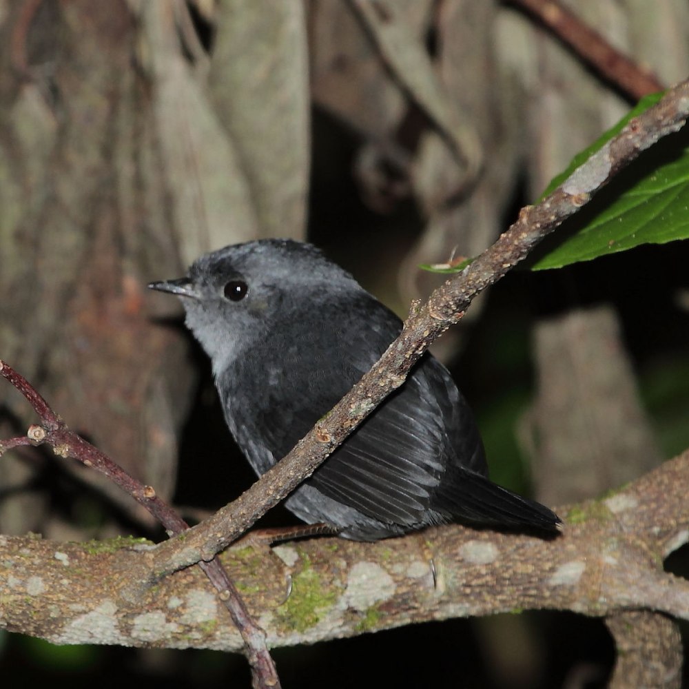 Scytalopus alvarezlopezi