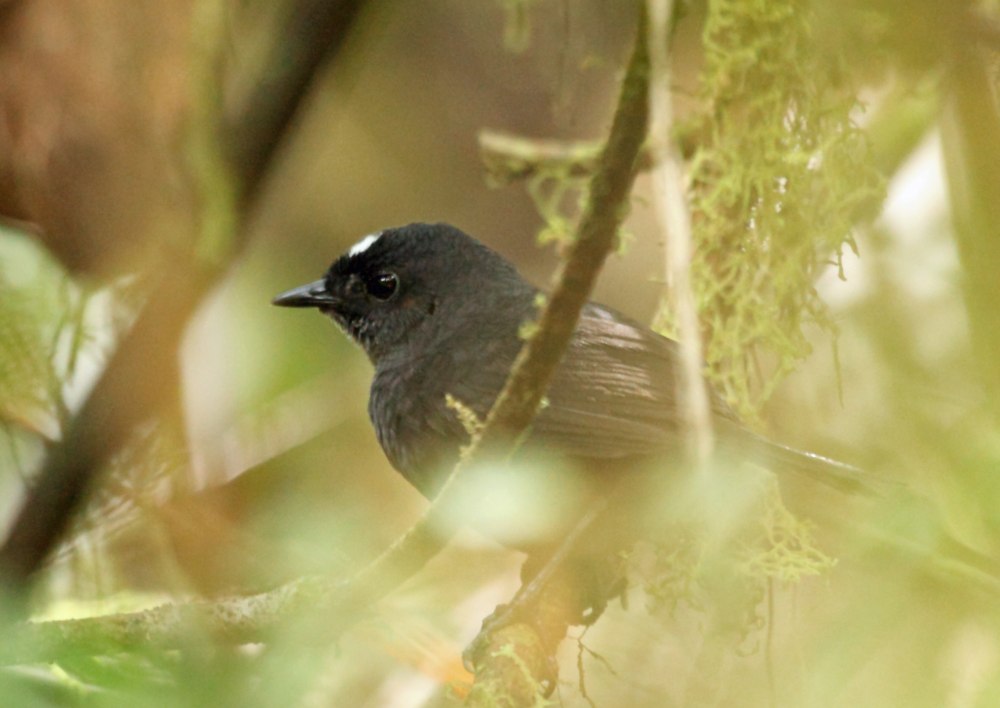 Scytalopus perijanus