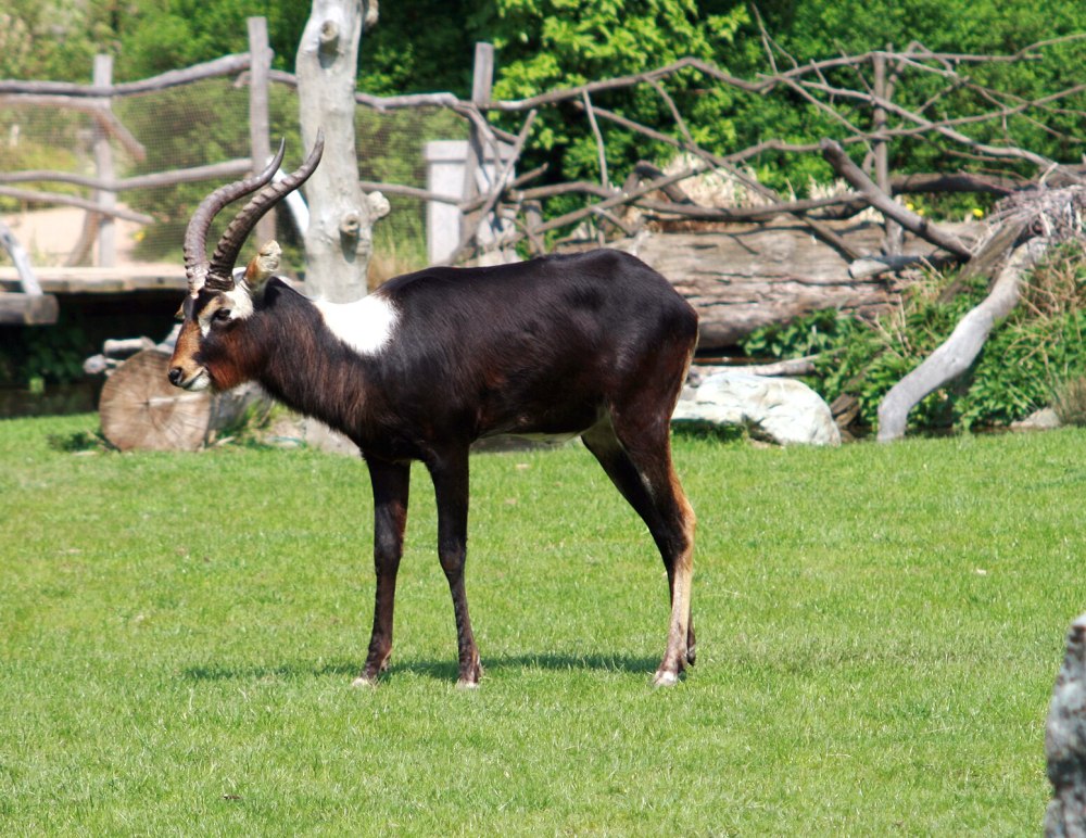 Nile Lechwe