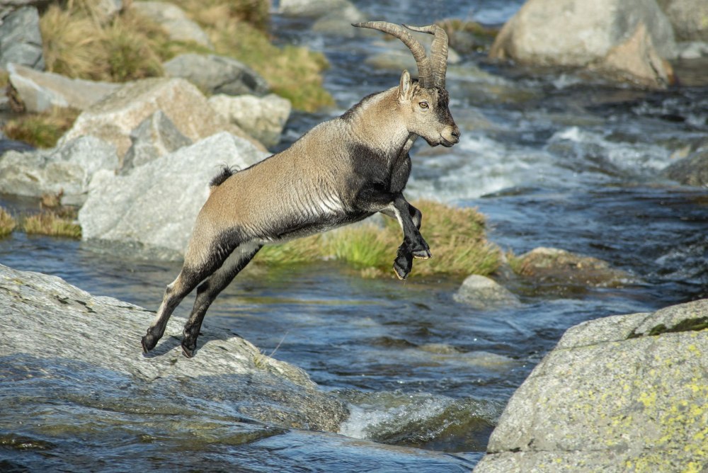 Mountain Goat Jump