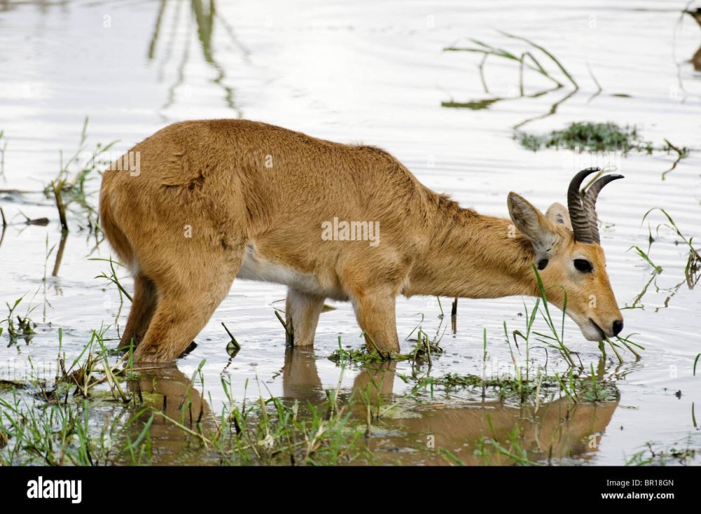 Saadani National Park Tanzania