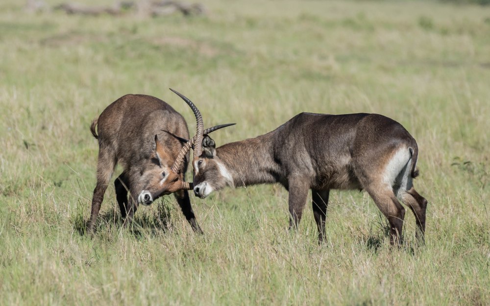 Kobus ellipsiprymnus