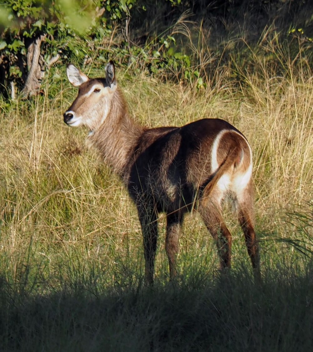 Waterbuck bull