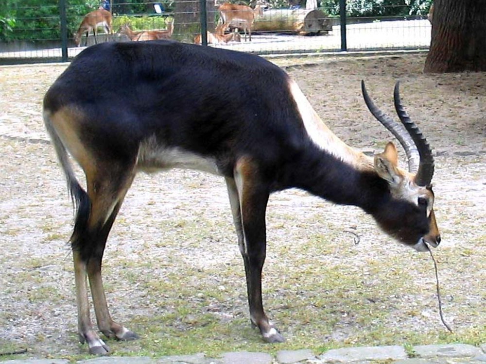 Личи козел