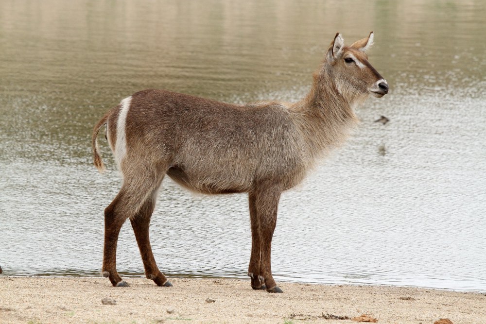 Kobus ellipsiprymnus