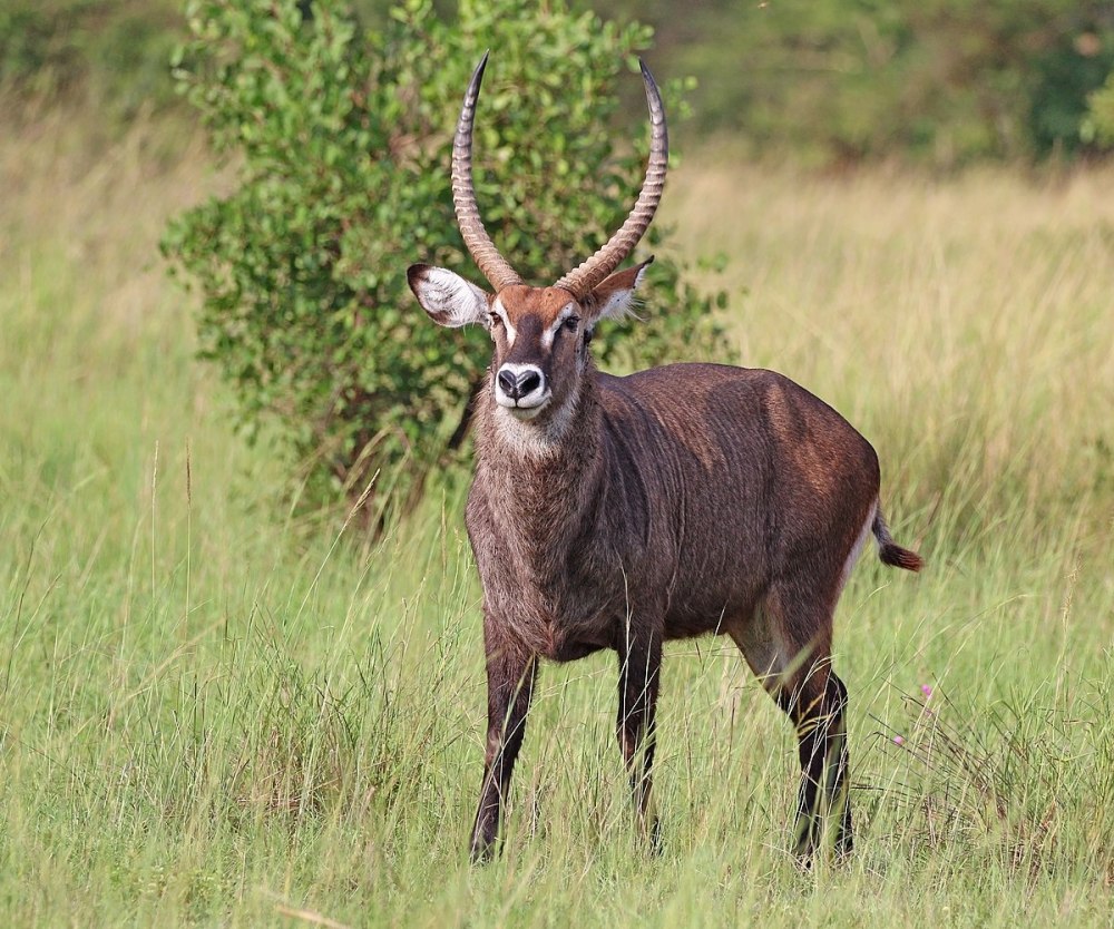 Kobus ellipsiprymnus