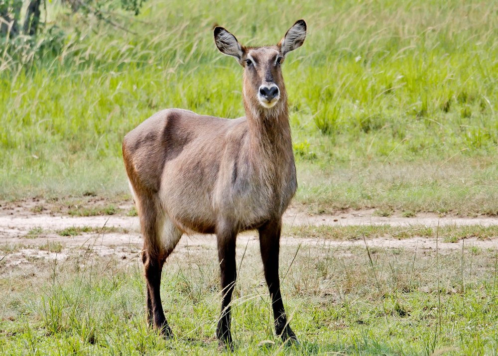 Kobus ellipsiprymnus