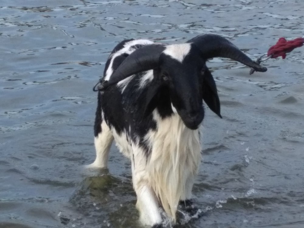Голубая водяная коза