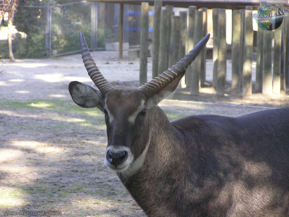 Defassa Waterbuck