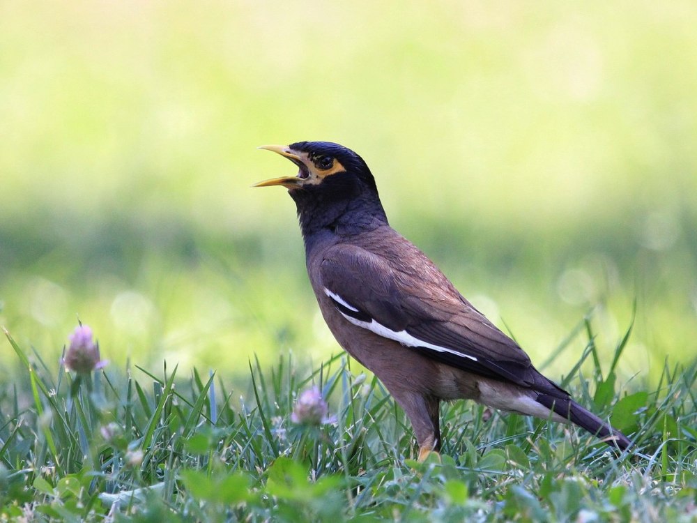 Acridotheres tristis