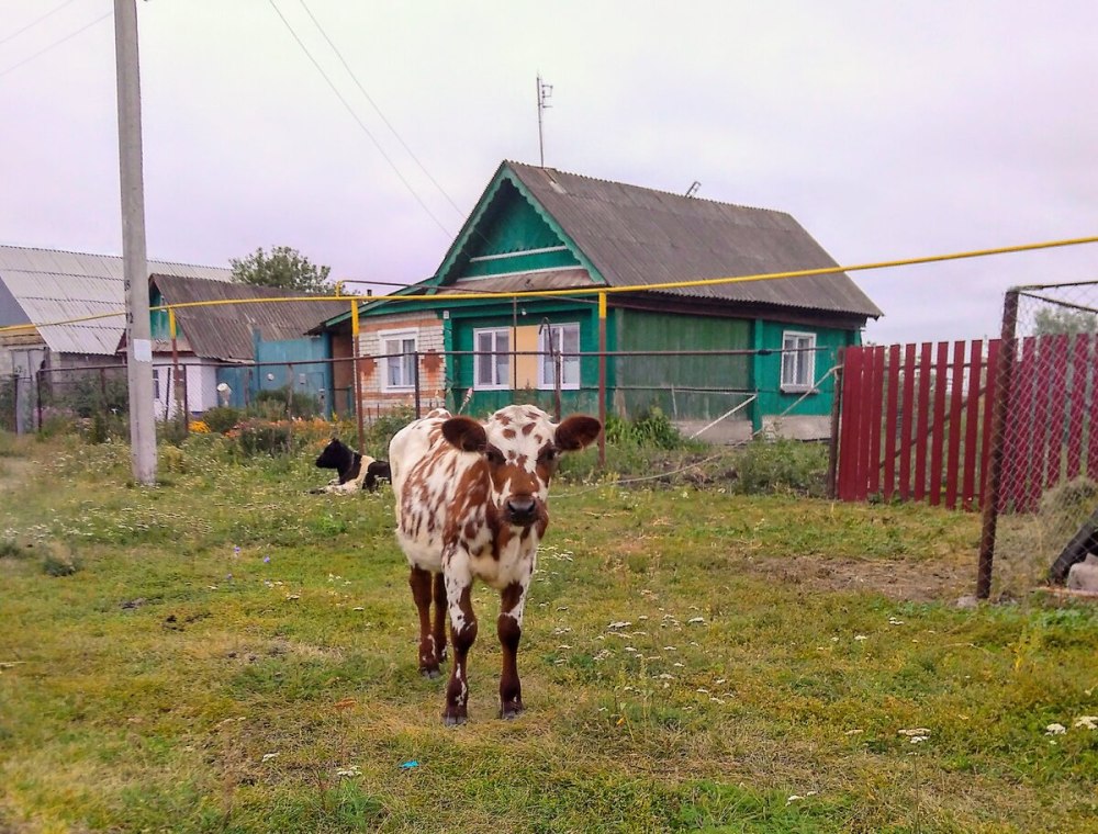 Рабочий поселок майна Ульяновская область