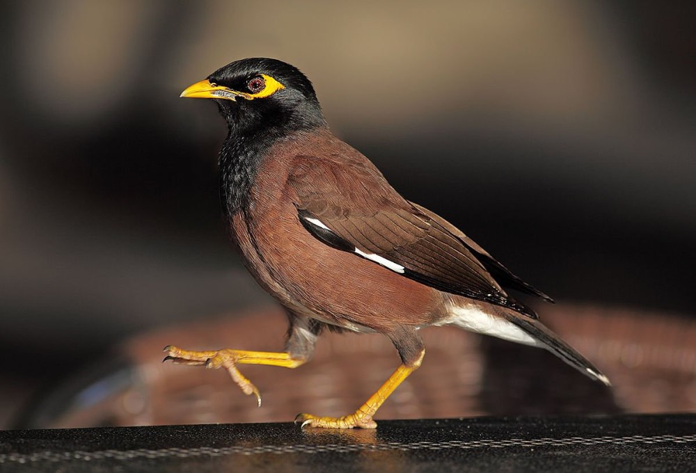 Майна (Acridotheres tristis)