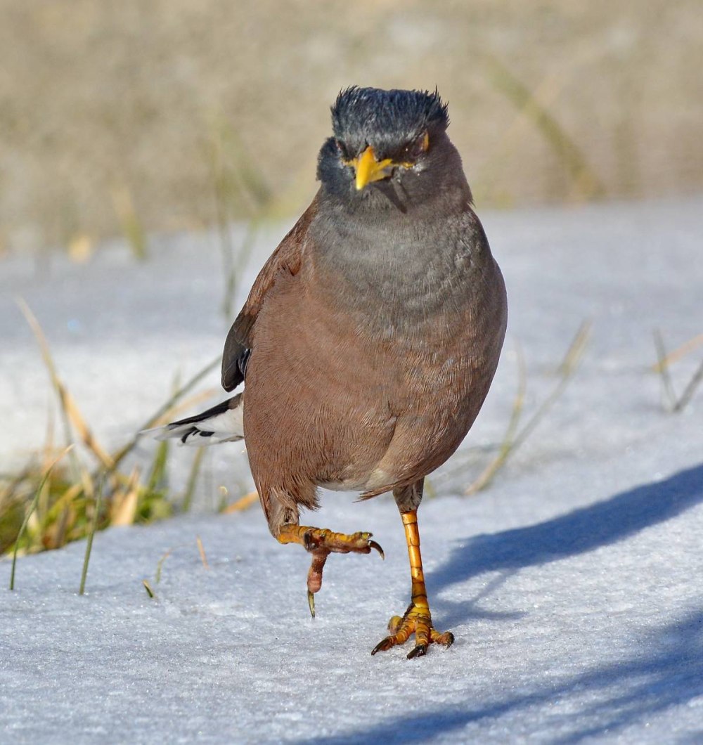 Майна обыкновенная (common Myna).