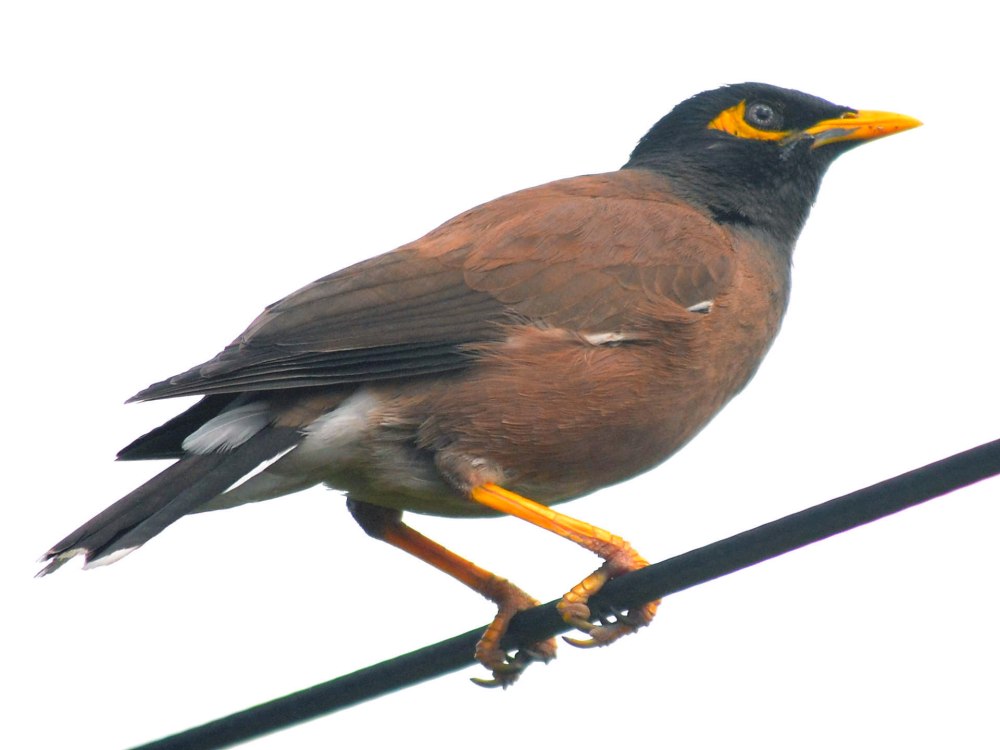 Myna Bird