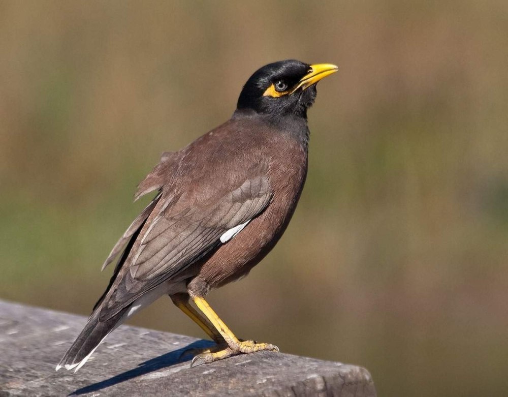 Acridotheres tristis