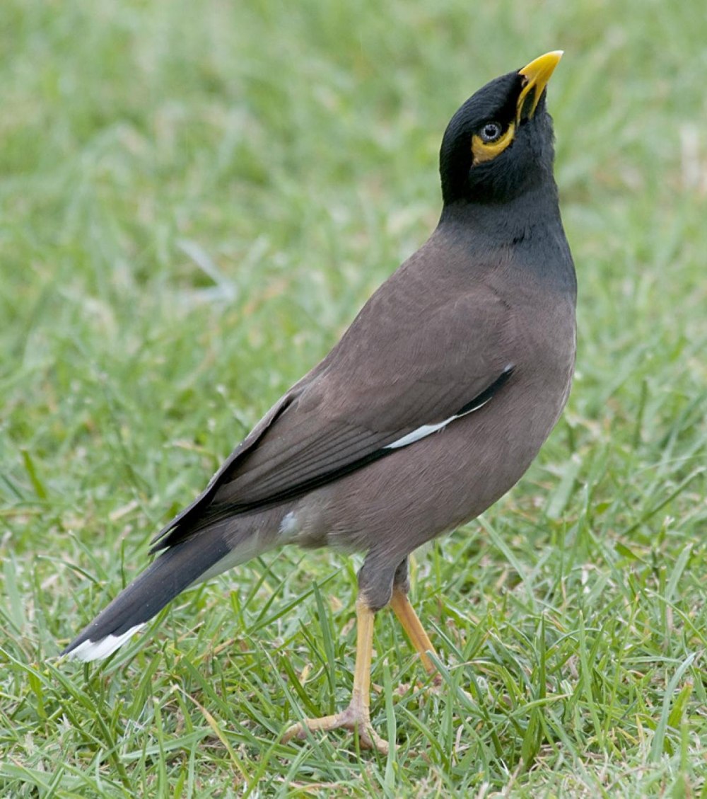 Common Myna