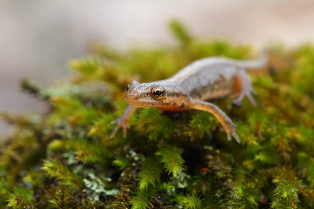 Тритон Лесной