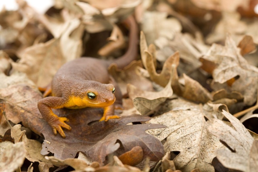 Где зимуют тритоны в природе