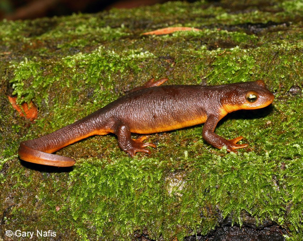 Тритон Желтопузый