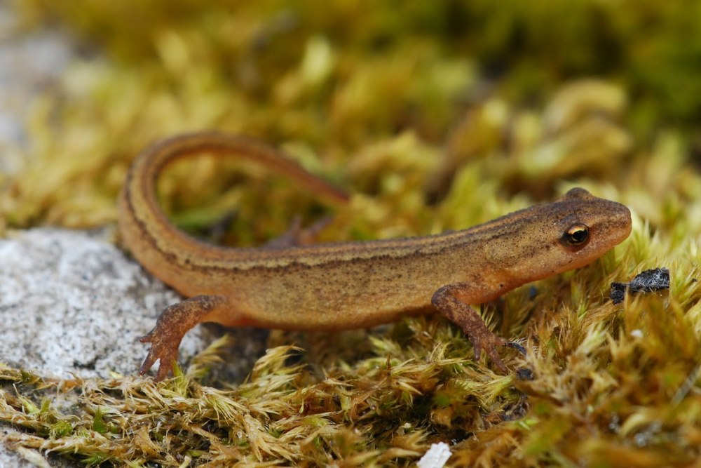 Обыкновенный Тритон