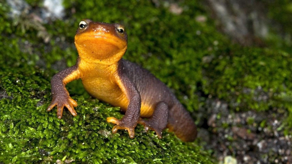 Желтобрюхий Тритон