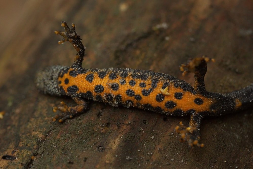 Серопятнистый Тритон