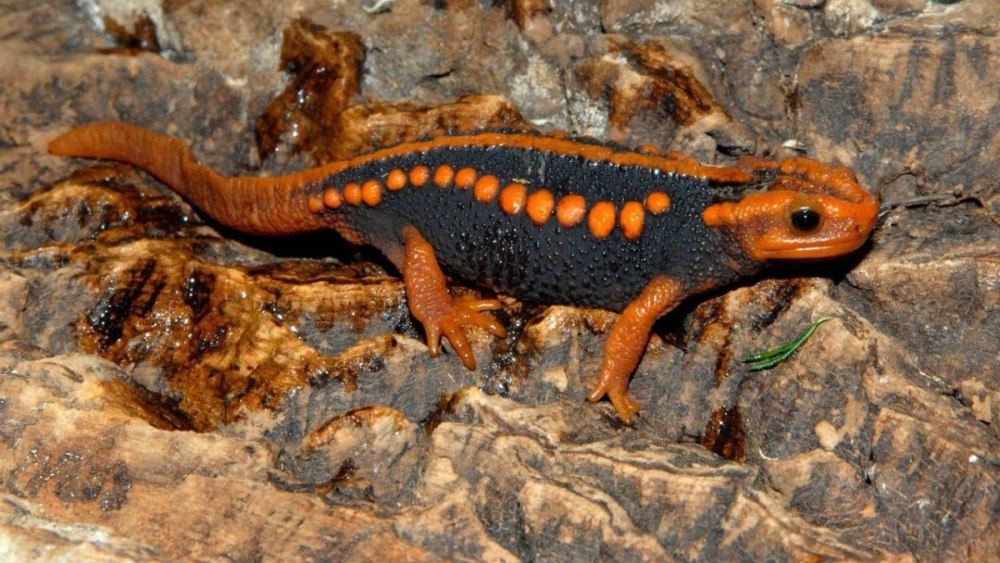 Бородавчатый крокодиловый Тритон