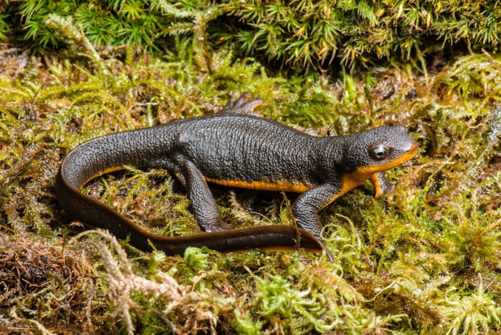 Тритон Желтопузый