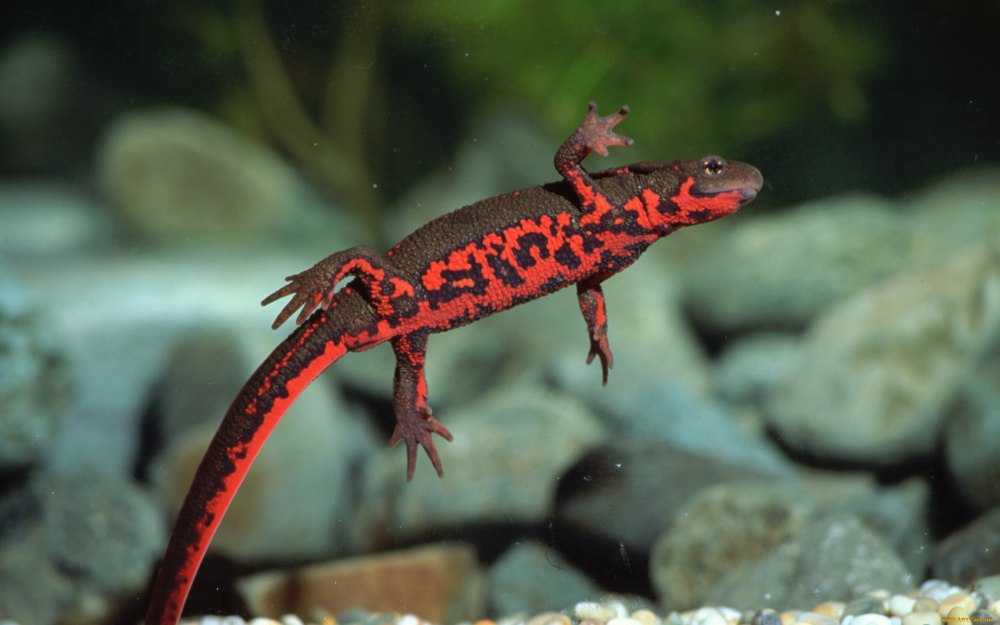 Аквариумный Тритон