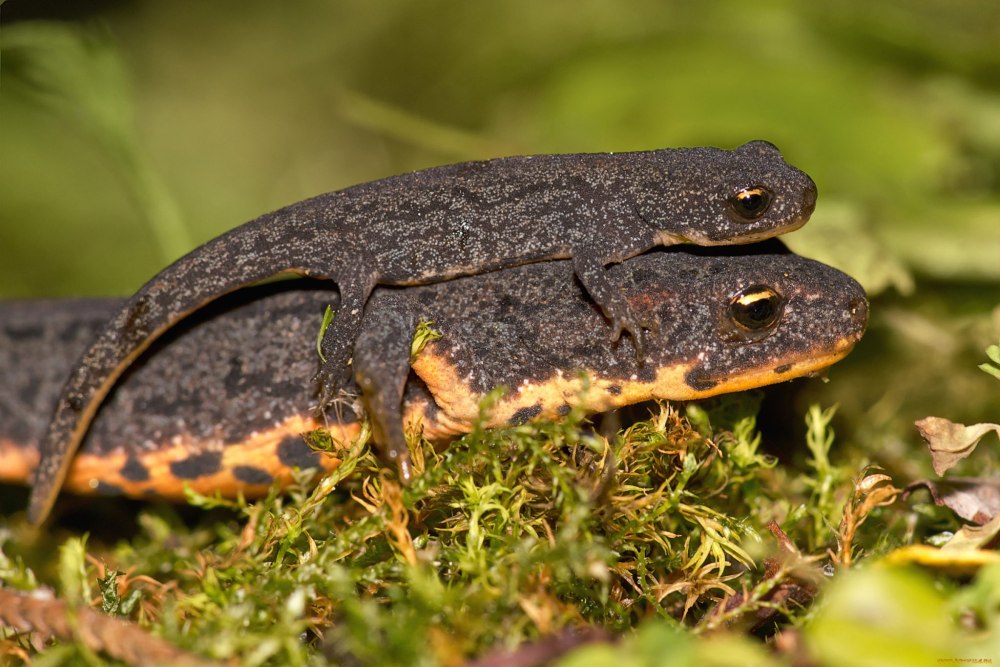 Испанский иглистый Тритон