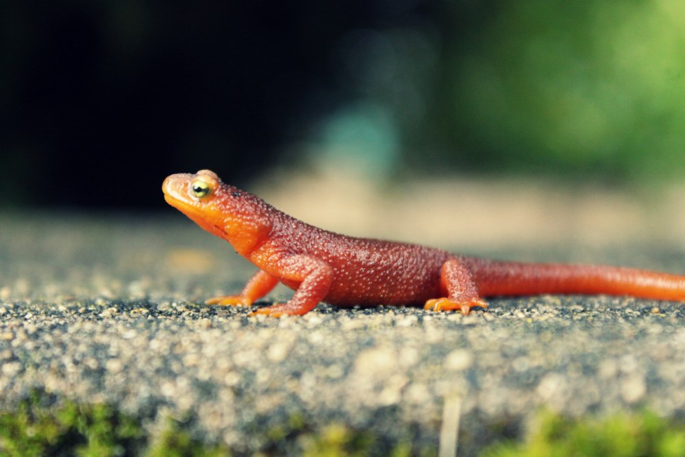 Болотная саламандра