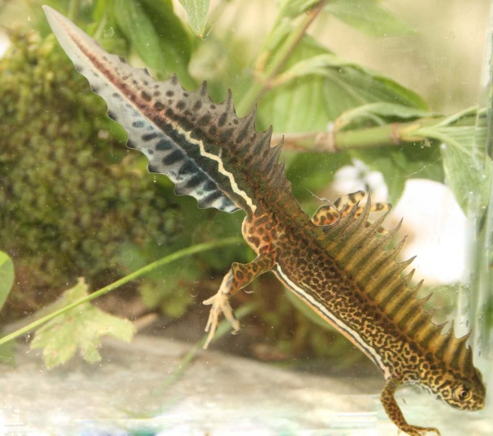 Малоазиатский Тритон самка