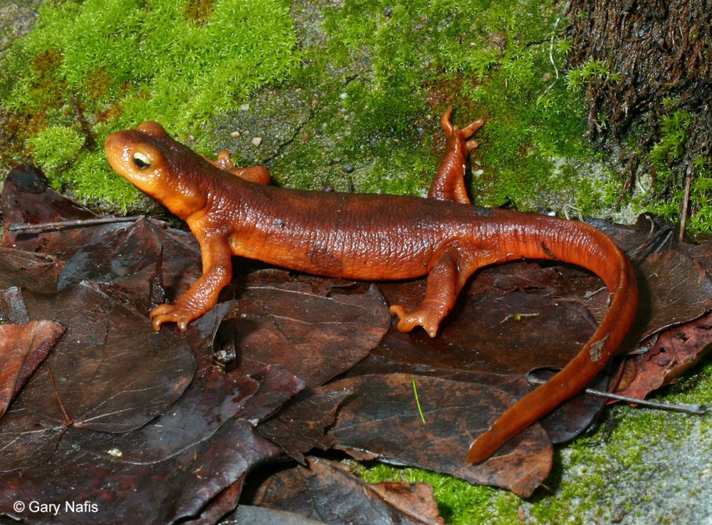 Земноводные калифорнийский Тритон