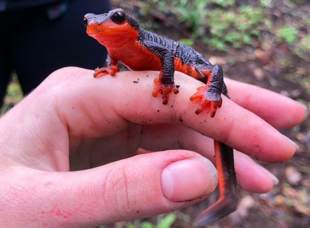 Краснобрюхий Тритон