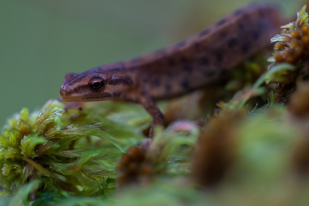 Обыкновенный Тритон (Triturus vulgaris)