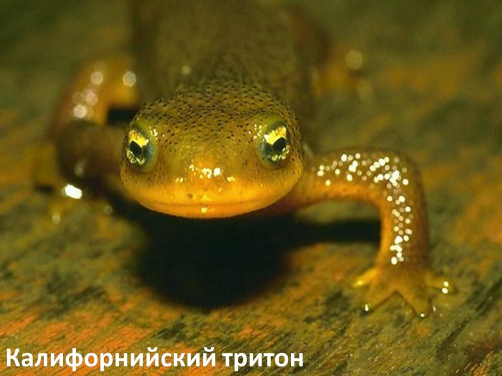 Тритон класс амфибии