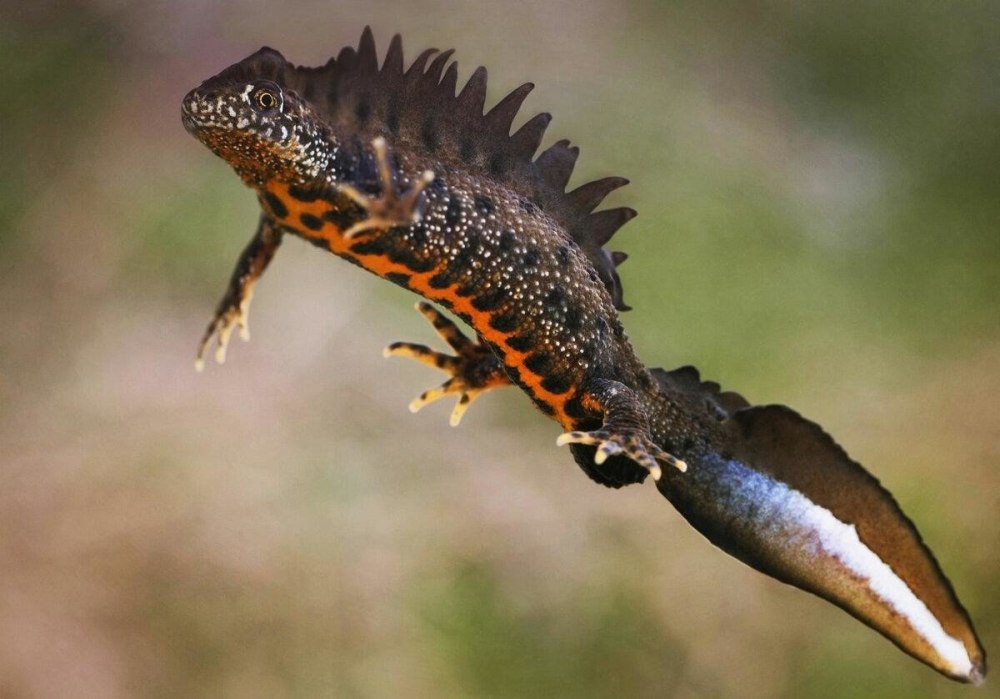 Гребенчатый Тритон