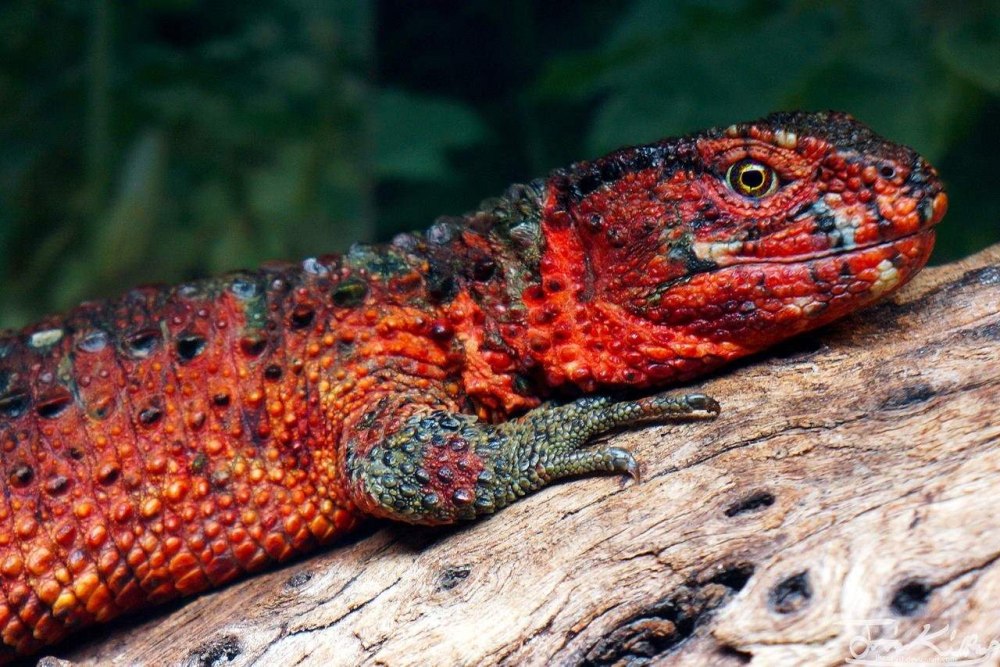 Варан саламандра геккон