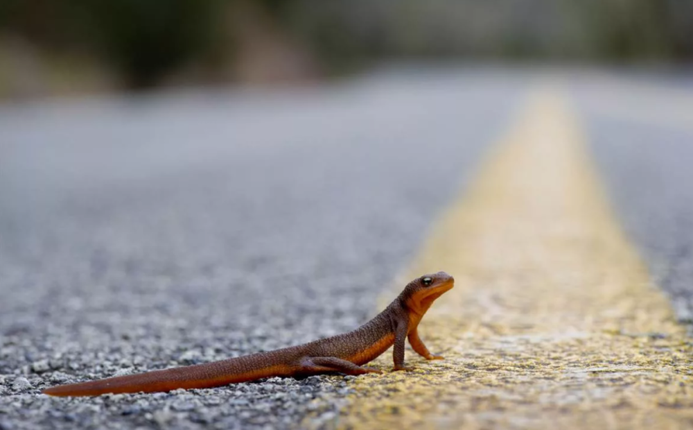 Желтобрюхий Тритон