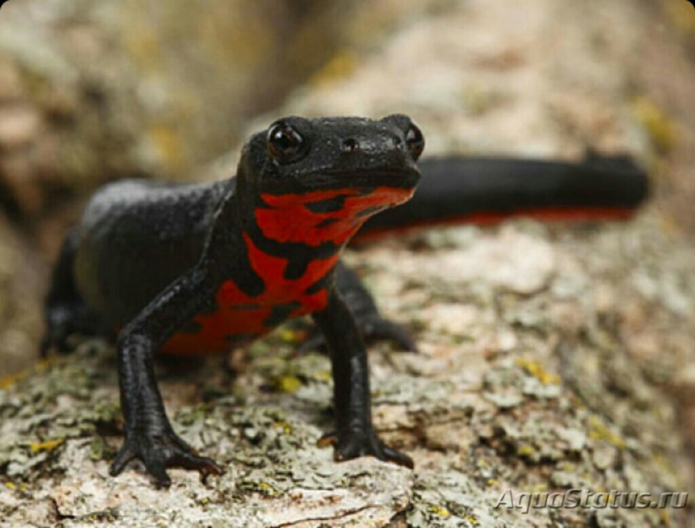 Огненнобрюхий Тритон