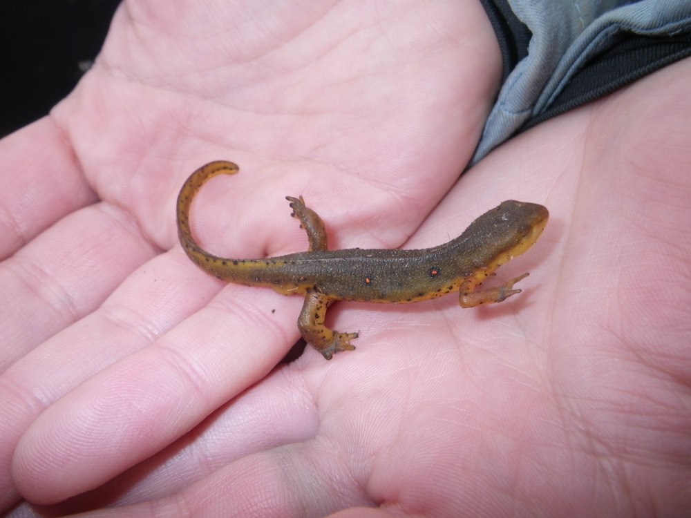Кавказский обыкновенный Тритон